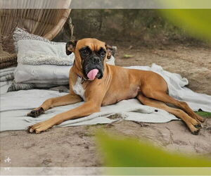 Boxer Dogs for adoption in Austin, TX, USA