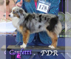 Mother of the Miniature Australian Shepherd puppies born on 12/18/2025