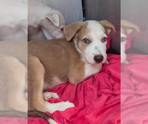 Labrador Retriever-Unknown Mix Dogs for adoption in San Antonio, TX, USA