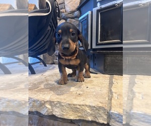 Dachshund Puppy for sale in LITTLEROCK, CA, USA
