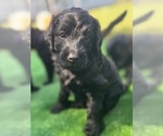 Small #10 Labradoodle
