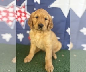Golden Retriever Puppy for Sale in CERES, California USA