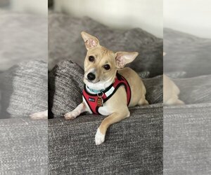 Chiweenie Dogs for adoption in Arlington, VA, USA