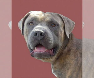 Medium American Pit Bull Terrier