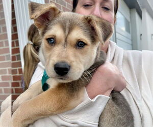 Labrador Retriever-Unknown Mix Dogs for adoption in GILBERTS, IL, USA