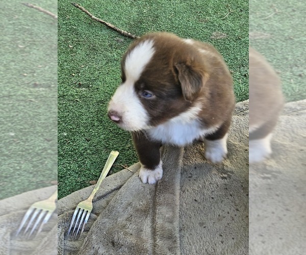 Medium Photo #11 Australian Shepherd Puppy For Sale in NELSON, VA, USA
