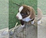 Small Photo #11 Australian Shepherd Puppy For Sale in NELSON, VA, USA