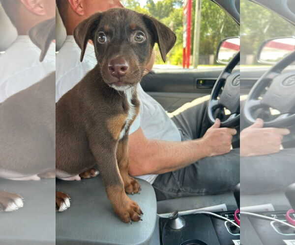 Medium Photo #1 Doberman Pinscher-Labrador Retriever Mix Puppy For Sale in Ponchatoula , LA, USA