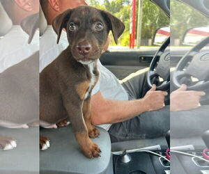 Doberman Pinscher-Labrador Retriever Mix Dogs for adoption in Ponchatoula , LA, USA