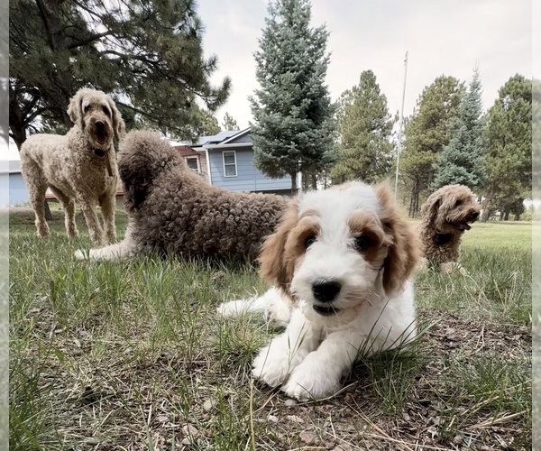 Medium Photo #14 Goldendoodle (Miniature) Puppy For Sale in ELBERT, CO, USA