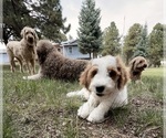 Small #13 Goldendoodle (Miniature)