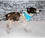 Small #9 Jack Russell Terrier Mix
