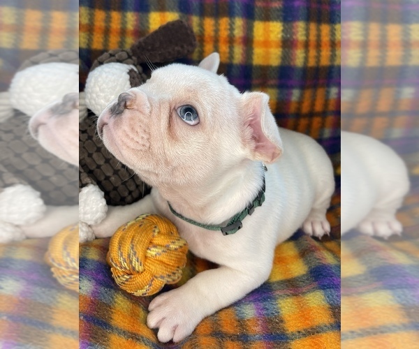 Medium Photo #49 Faux Frenchbo Bulldog Puppy For Sale in HOODSPORT, WA, USA