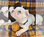Small Photo #49 Faux Frenchbo Bulldog Puppy For Sale in HOODSPORT, WA, USA