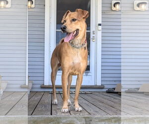 Moose McDougal - Male Labrador Retriever Dog for Adoption - Photo #4