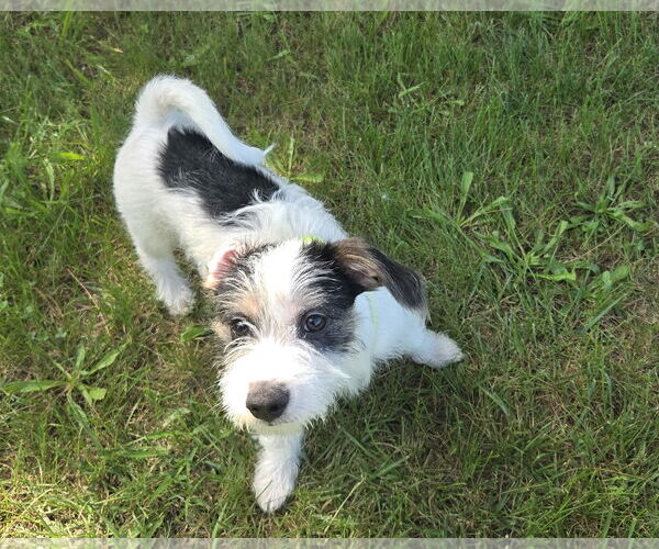 Medium Photo #4 Maltese-Unknown Mix Puppy For Sale in Westminster, MD, USA