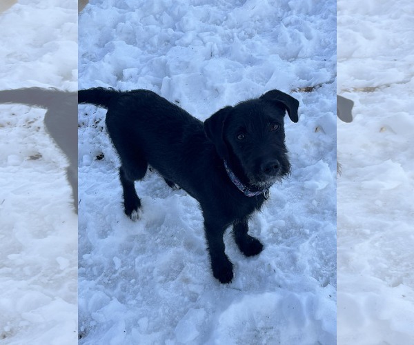 Medium Photo #11 Labradoodle Puppy For Sale in pomfret, CT, USA