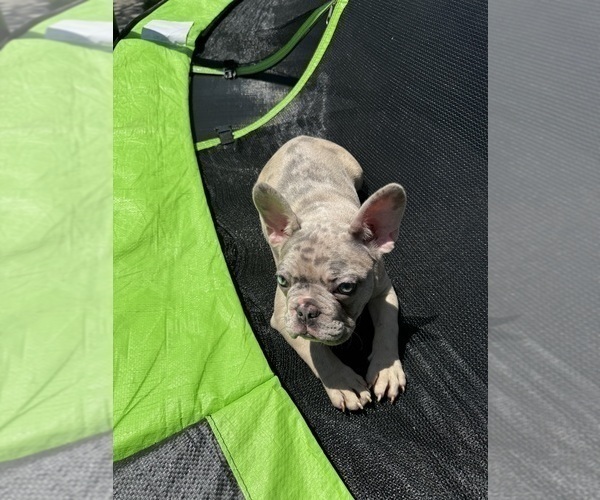 Medium Photo #15 French Bulldog Puppy For Sale in NORWALK, CA, USA