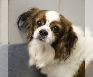 Chihuahua-Unknown Mix Dogs for adoption in San Antonio, TX, USA