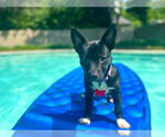 Small #2 Chihuahua Mix
