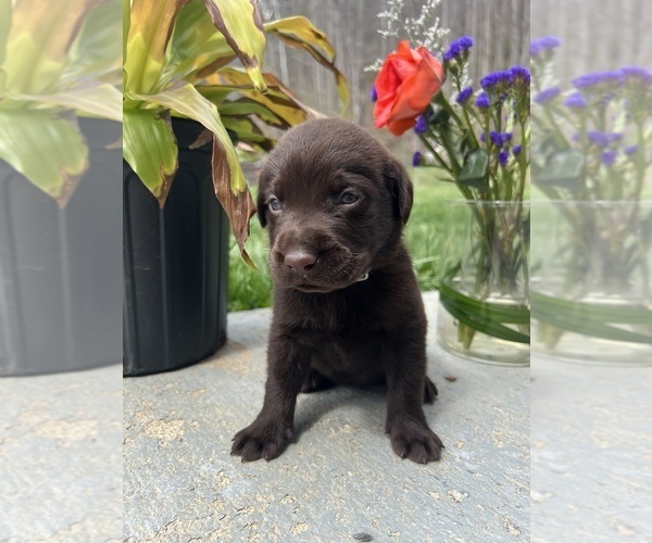 Medium Photo #9 Labrador Retriever Puppy For Sale in NEOLA, WV, USA