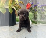 Small #8 Labrador Retriever