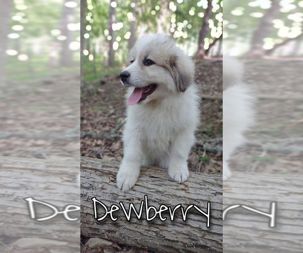 Medium Photo #3 Great Pyrenees Puppy For Sale in HILLSVILLE, VA, USA