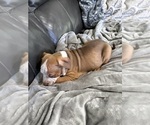 Small Photo #12 American Bully Puppy For Sale in LOGANVILLE, GA, USA