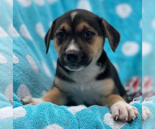 Medium Photo #3 Labrador Retriever-Unknown Mix Puppy For Sale in San Diego, CA, USA