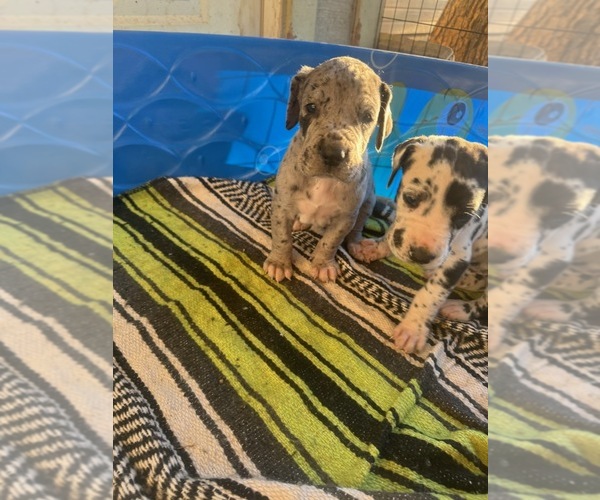 Medium Photo #4 Great Dane Puppy For Sale in ALVORD, TX, USA