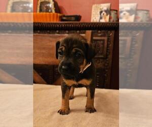 Mutt Dogs for adoption in Plainfield, IL, USA