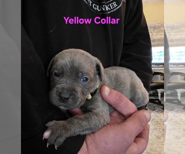 Medium Photo #8 Cane Corso Puppy For Sale in SPARTA, WI, USA