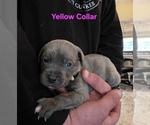 Small #7 Cane Corso