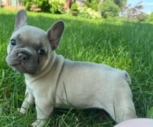 Medium French Bulldog