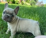 Puppy Minnie Boo French Bulldog