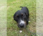 Small Pointer Mix
