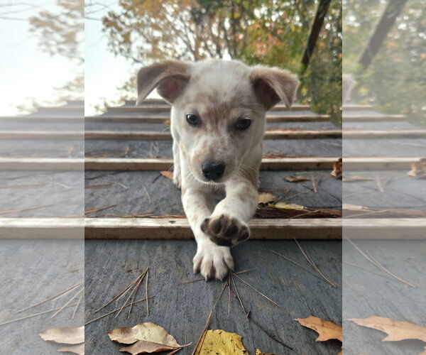 Medium Photo #4 Mutt Puppy For Sale in Garden City, NY, USA