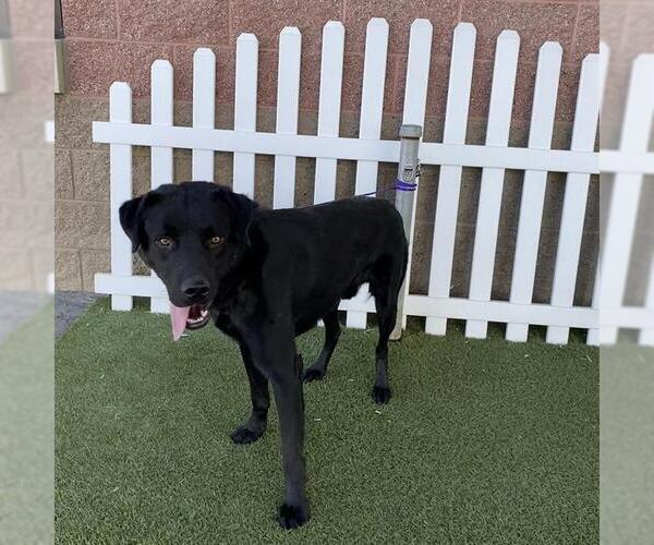 Medium Photo #1 Labrador Retriever-Unknown Mix Puppy For Sale in Modesto, CA, USA