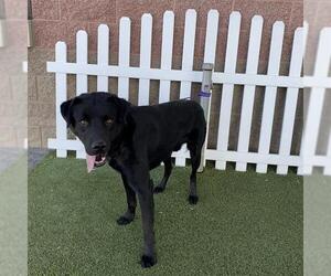 Labrador Retriever-Unknown Mix Dogs for adoption in Modesto, CA, USA
