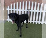 Small Labrador Retriever Mix