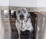 Small #1 Coonhound Mix