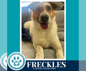 Mutt Dogs for adoption in Kimberton, PA, USA