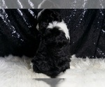 Small Photo #9 Cavapoo Puppy For Sale in WARSAW, IN, USA