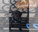 Small Labrador Retriever Mix