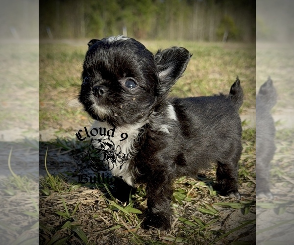 Medium Photo #1 Chihuahua Puppy For Sale in LORIS, SC, USA