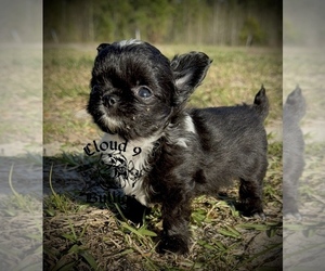 Chihuahua Puppy for sale in LORIS, SC, USA