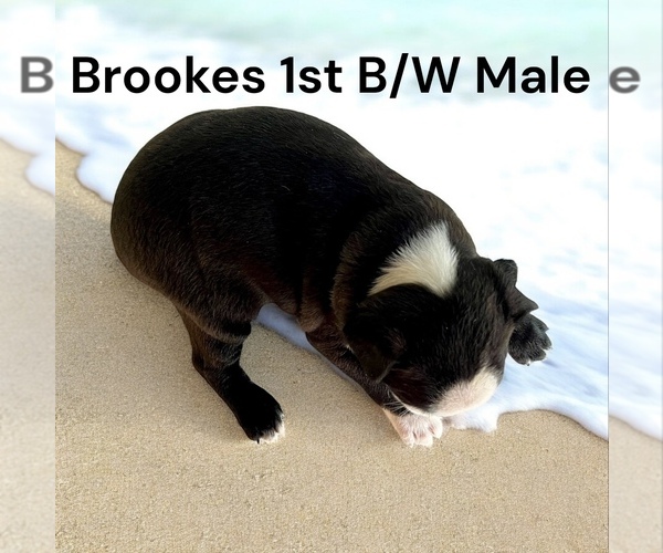 Medium Photo #3 Boston Terrier Puppy For Sale in EWING, KY, USA