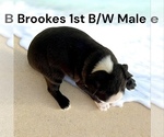 Small #2 Boston Terrier