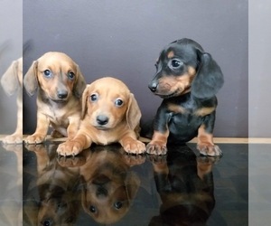 Dachshund Puppy for Sale in FORT WORTH, Texas USA