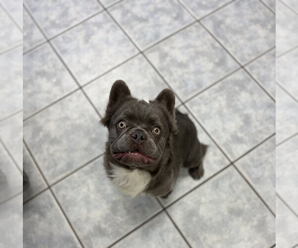 Medium Photo #2 French Bulldog Puppy For Sale in Las Vegas, NV, USA